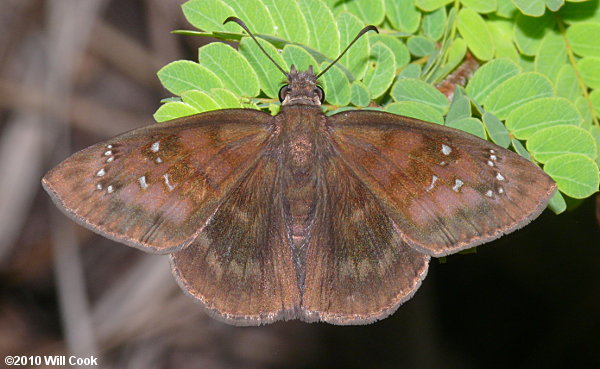 Florida Duskywing (Ephyriades brunnea)