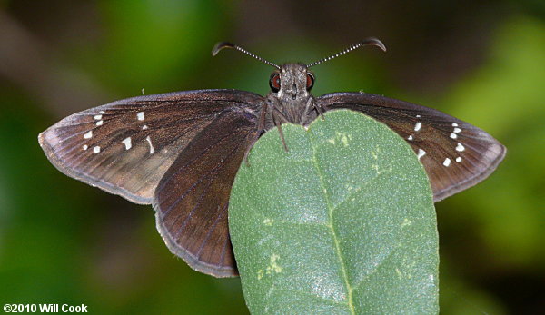 Florida Duskywing (Ephyriades brunnea)