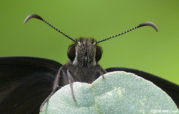 Florida Duskywing (Ephyriades brunnea)