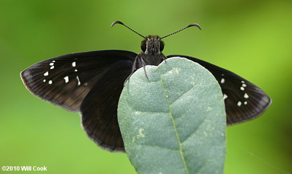 Florida Duskywing (Ephyriades brunnea)