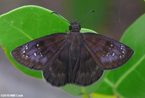 Florida Duskywing (Ephyriades brunnea)