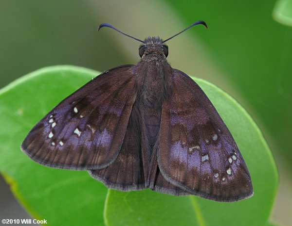 Florida Duskywing (Ephyriades brunnea)