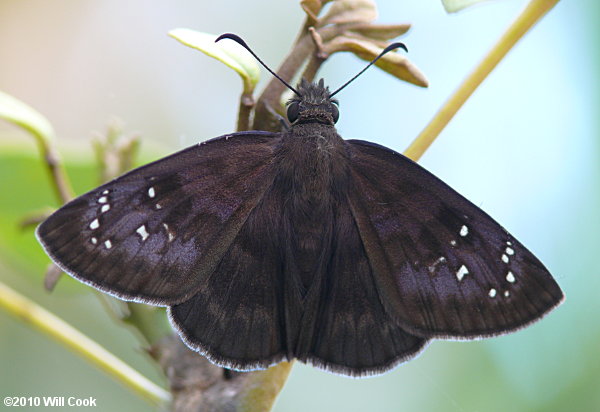 Florida Duskywing (Ephyriades brunnea)