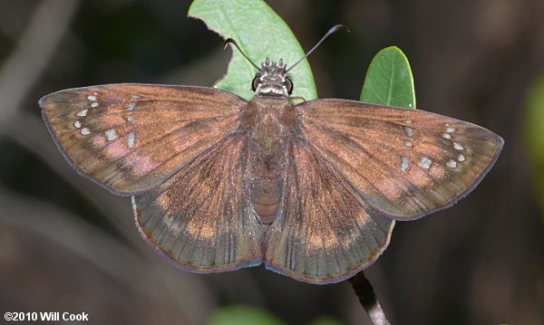 Florida Duskywing (Ephyriades brunnea)