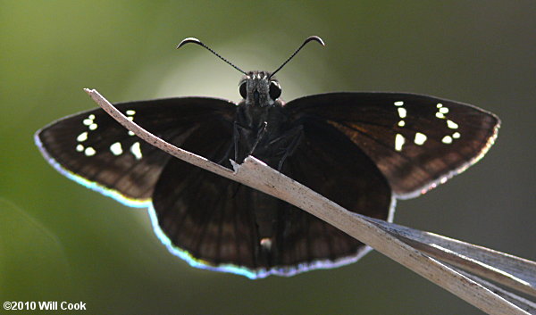 Florida Duskywing (Ephyriades brunnea)