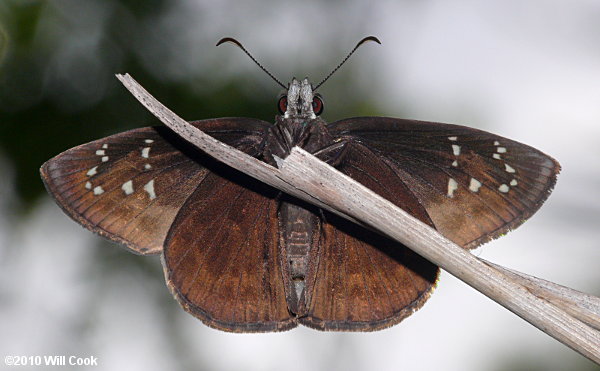 Florida Duskywing (Ephyriades brunnea)