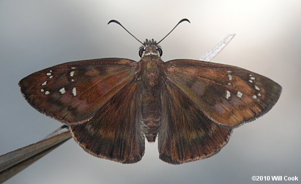 Florida Duskywing (Ephyriades brunnea)