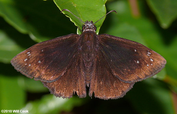 Florida Duskywing (Ephyriades brunnea)