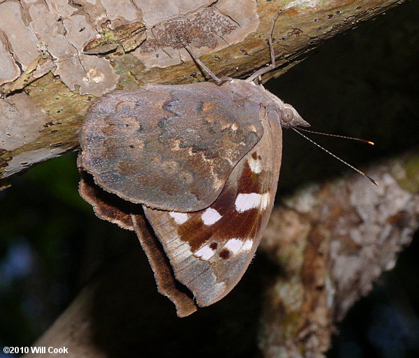 Florida Purplewing (Eunica tatila)