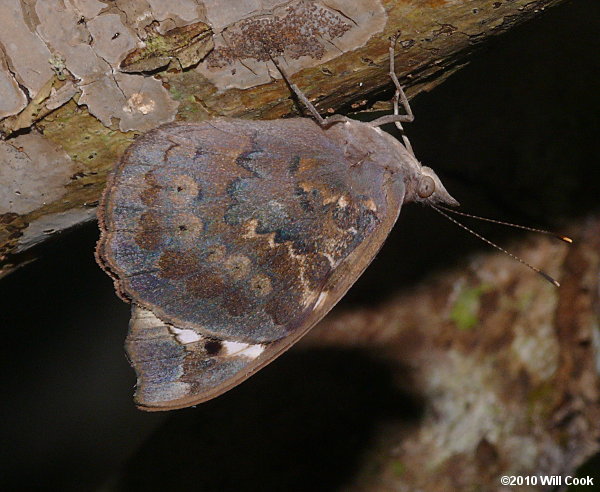 Florida Purplewing (Eunica tatila)