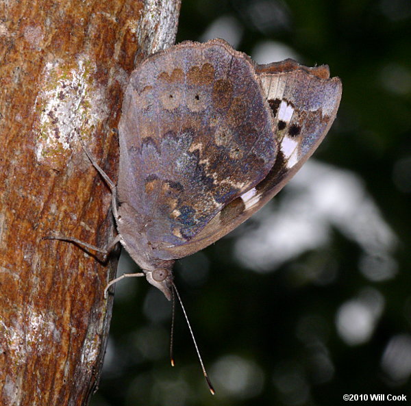 Florida Purplewing (Eunica tatila)