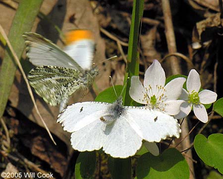 Falcate Orangetip (Anthocharis midea)