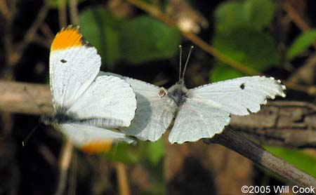 Falcate Orangetip (Anthocharis midea)