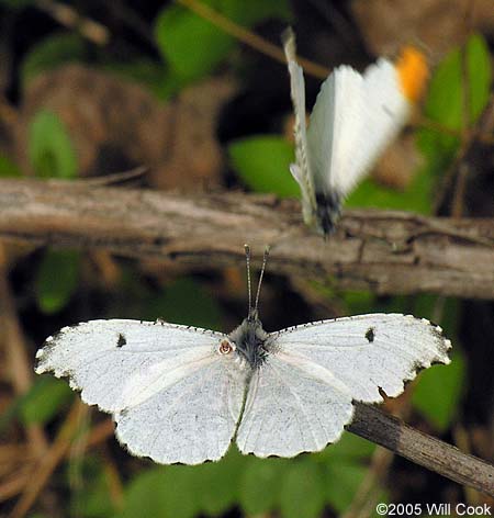 Falcate Orangetip (Anthocharis midea)