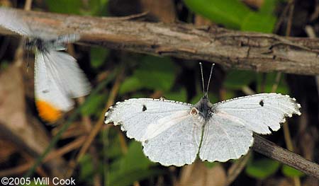 Falcate Orangetip (Anthocharis midea)