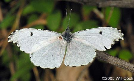 Falcate Orangetip (Anthocharis midea)