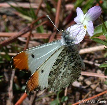 Falcate Orangetip (Anthocharis midea)