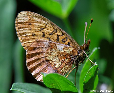 Western Meadow Fritillary (Boloria epithore)