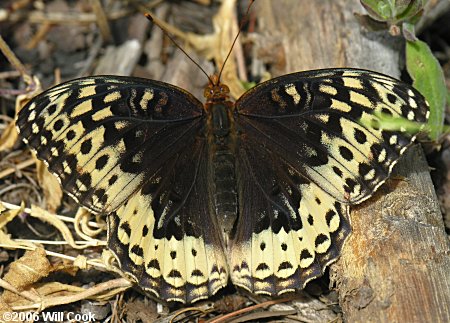 Great Spangled Fritillary (Speyeria cybele leto)