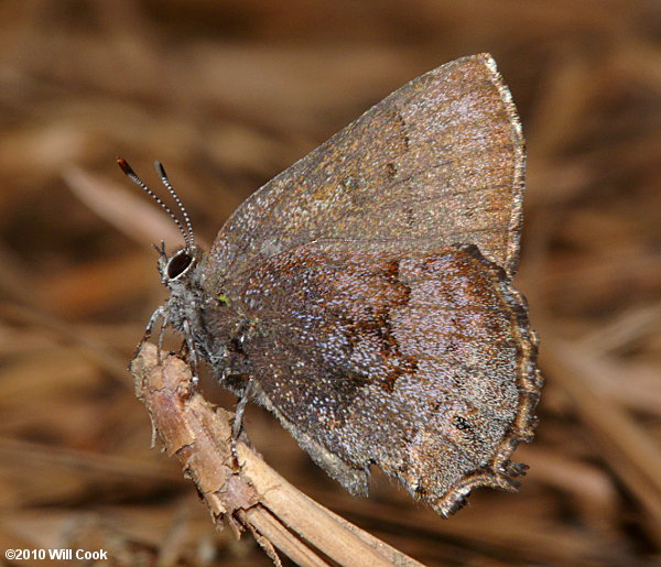 Brown Elfin (Callophrys augustinus)