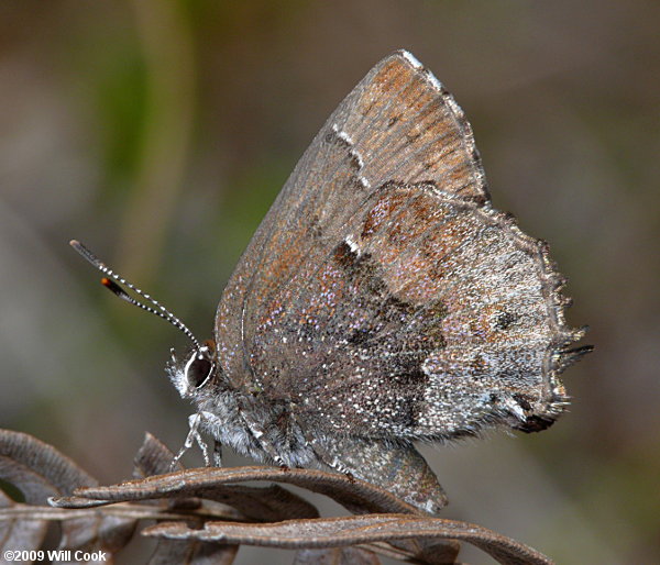 Frosted Elfin (Callophrys irus)