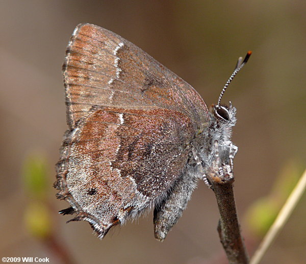 Frosted Elfin (Callophrys irus)