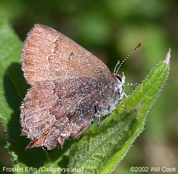 Frosted Elfin (Callophrys irus)