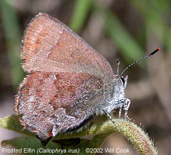 Frosted Elfin (Callophrys irus)