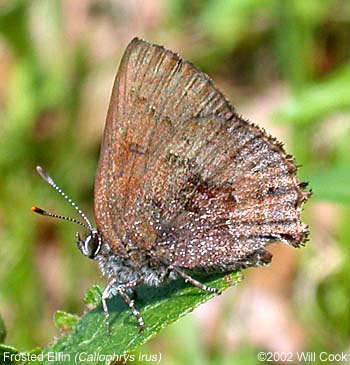 Frosted Elfin (Callophrys irus)