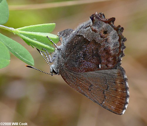 Frosted Elfin (Callophrys irus) ovipositing on Baptisia