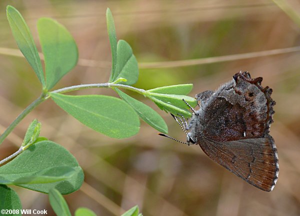 Frosted Elfin (Callophrys irus) ovipositing on Baptisia