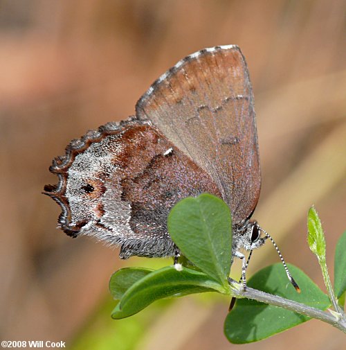 Frosted Elfin (Callophrys irus) ovipositing on Baptisia