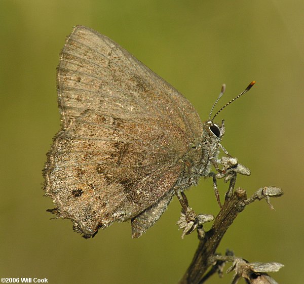 Frosted Elfin (Callophrys irus)