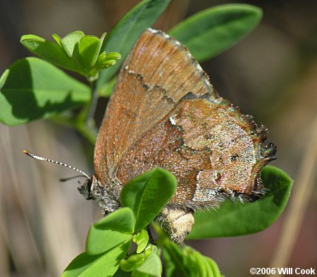 Frosted Elfin (Callophrys irus)