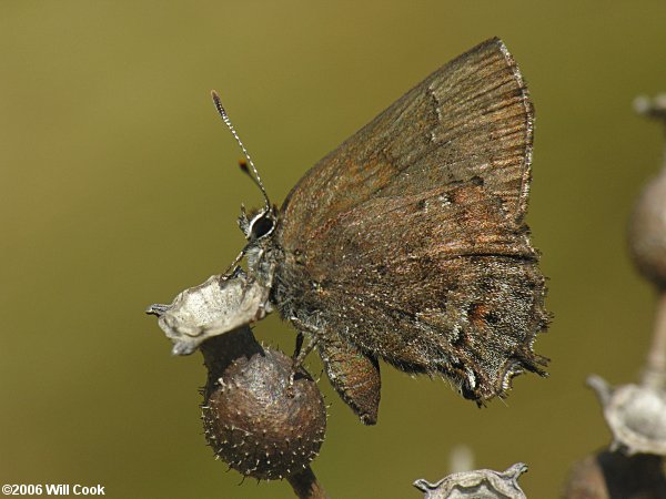 Frosted Elfin (Callophrys irus)