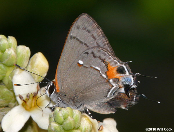 Fulvous Hairstreak (Electrostrymon angelia)