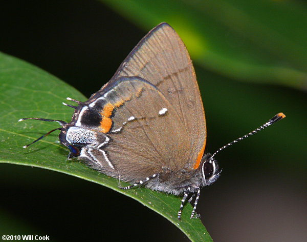 Fulvous Hairstreak (Electrostrymon angelia)