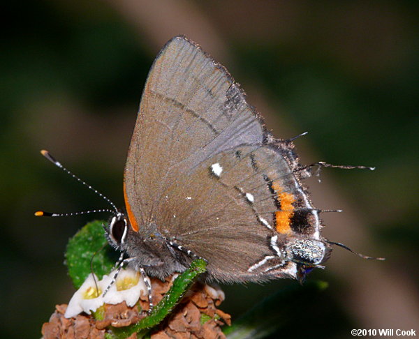 Fulvous Hairstreak (Electrostrymon angelia)