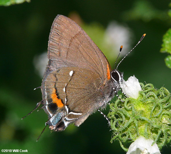 Fulvous Hairstreak (Electrostrymon angelia)