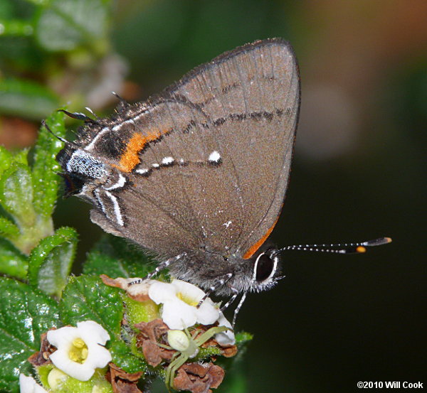 Fulvous Hairstreak (Electrostrymon angelia)