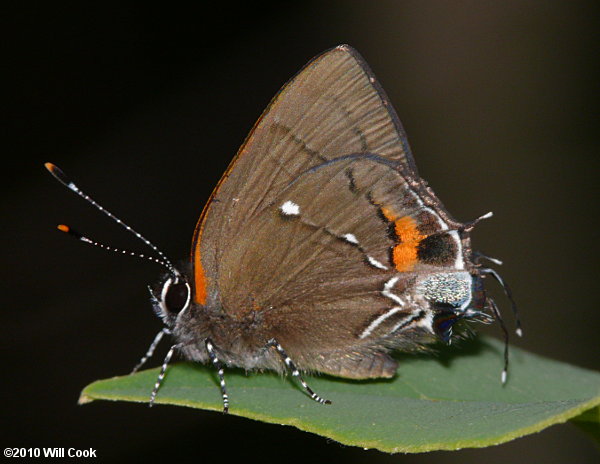 Fulvous Hairstreak (Electrostrymon angelia)