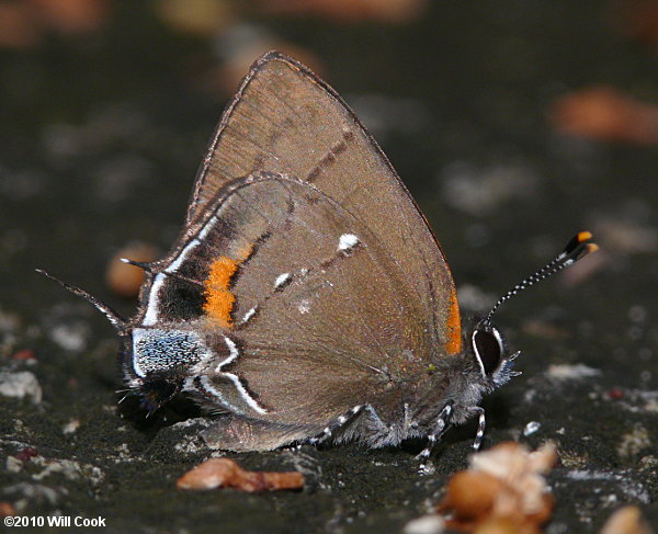 Fulvous Hairstreak (Electrostrymon angelia)