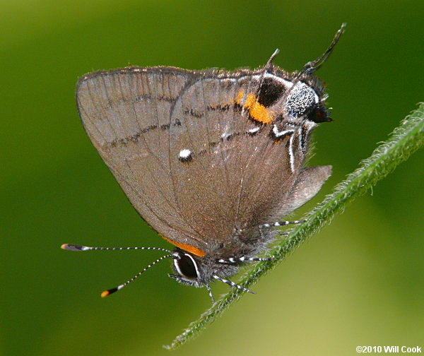 Fulvous Hairstreak (Electrostrymon angelia)