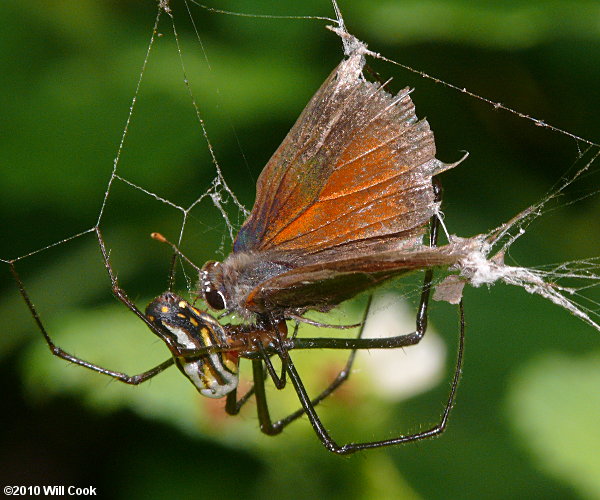 Fulvous Hairstreak (Electrostrymon angelia)