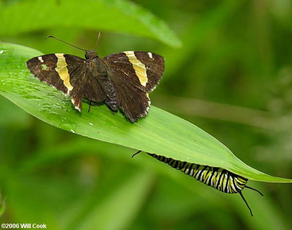 Golden Banded-Skipper (Autochton cellus)