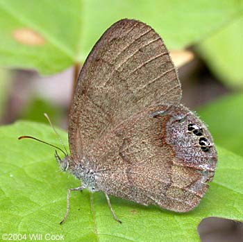 Gemmed Satyr (Cyllopsis gemma)