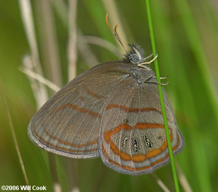 Georgia Satyr (Neonympha areolata)