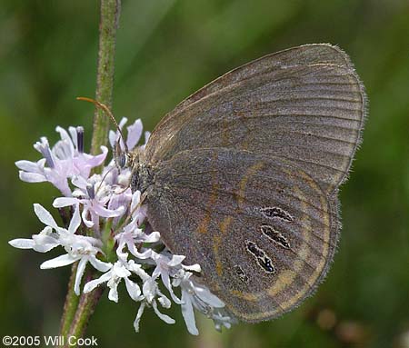 Georgia Satyr (Neonympha areolata)