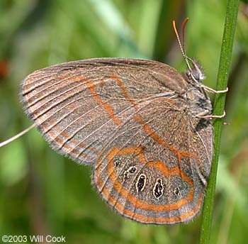 Georgia Satyr (Neonympha areolata)