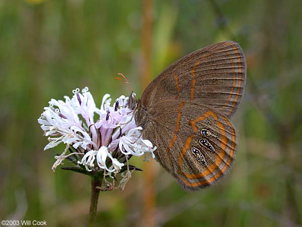 Georgia Satyr (Neonympha areolata)